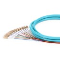 OM4 50/125 Multimode 12-Fiber Distribution Fiber Optic Pigtail